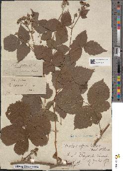 spécimen de Rubus rivalis