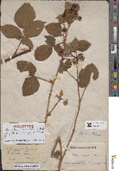spécimen de Rubus × imbricatiformis