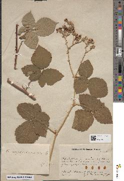 spécimen de Rubus nemorosus
