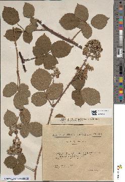 spécimen de Rubus × amplifoliatus