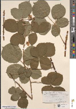 spécimen de Rubus × amplifoliatus