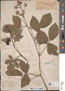 spécimen de Rubus mougeotii