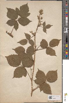 spécimen de Rubus mougeotii