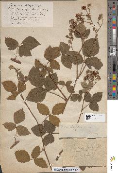 spécimen de Rubus ulmifolius