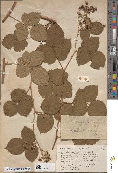 spécimen de Rubus ulmifolius