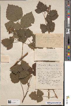spécimen de Rubus ulmifolius