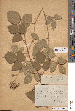 spécimen de Rubus × assurgens