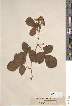 spécimen de Rubus × ambiguus