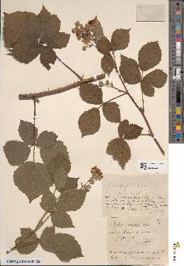 spécimen de Rubus nemorosus