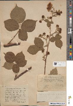 spécimen de Rubus × macropetalus
