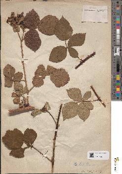 spécimen de Rubus × apertionum