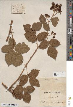 spécimen de Rubus × apertionum