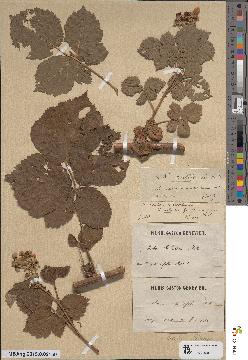 spécimen de Rubus holandrei