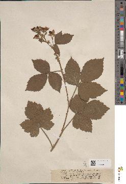 spécimen de Rubus virgultorum