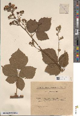 spécimen de Rubus ambifarius