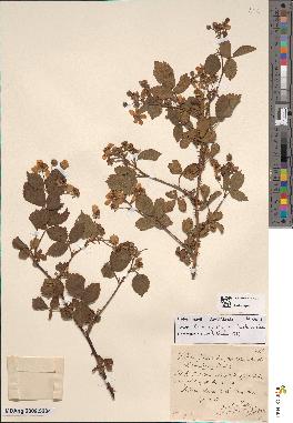 spécimen de Rubus fruticosus