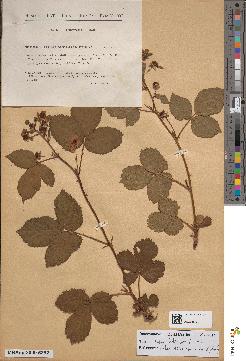 spécimen de Rubus fruticosus