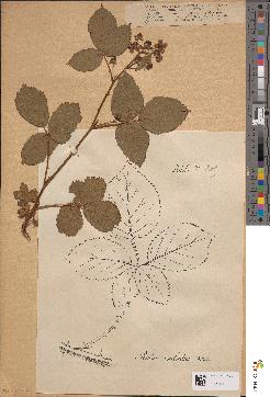 spécimen de Rubus fruticosus
