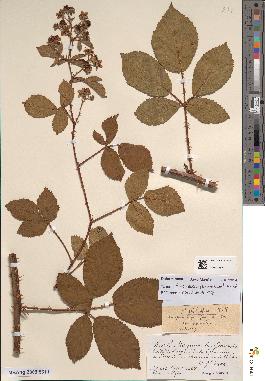 spécimen de Rubus divaricatus