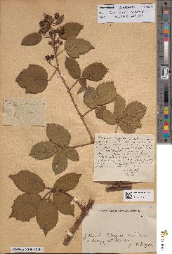 spécimen de Rubus divaricatus
