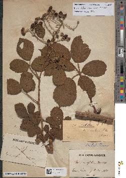 spécimen de Rubus divaricatus