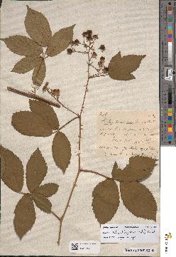 spécimen de Rubus divaricatus