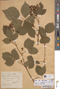 spécimen de Rubus integribasis