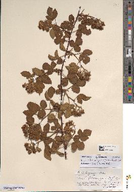spécimen de Rubus coaltispinus