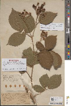 spécimen de Rubus coaltispinus