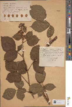 spécimen de Rubus coaltispinus