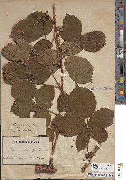 spécimen de Rubus occitanicus