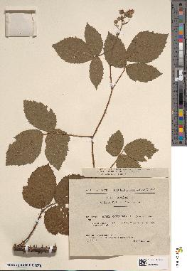 spécimen de Rubus occitanicus