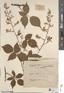 spécimen de Rubus × inconditus