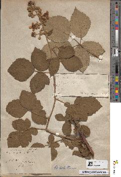 spécimen de Rubus pubescens