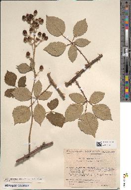 spécimen de Rubus propinquus