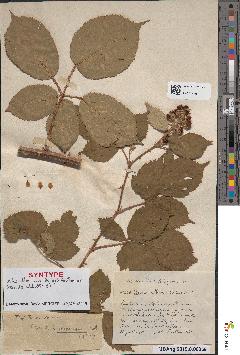 spécimen de Rubus hedycarpus
