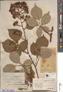 spécimen de Rubus hedycarpus