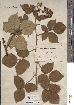 spécimen de Rubus × propinquus