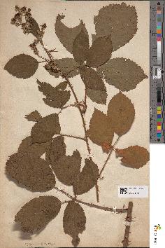 spécimen de Rubus geniculatus