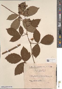 spécimen de Rubus geniculatus