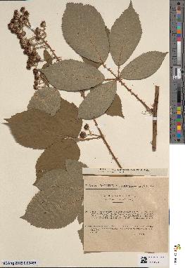 spécimen de Rubus geniculatus