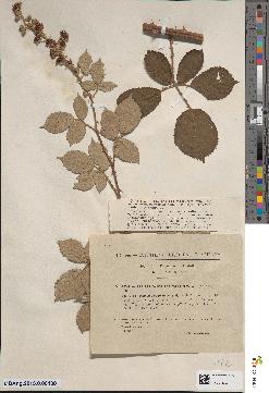 spécimen de Rubus piletostachys