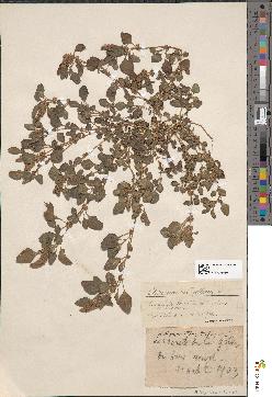 spécimen de Amaranthus deflexus