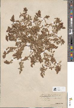 spécimen de Amaranthus deflexus