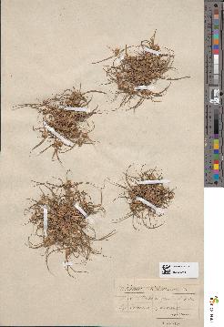 spécimen de Scirpus michelianus