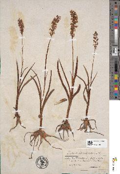 spécimen de Orchis odoratissima