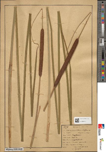 spécimen de Typha sp.