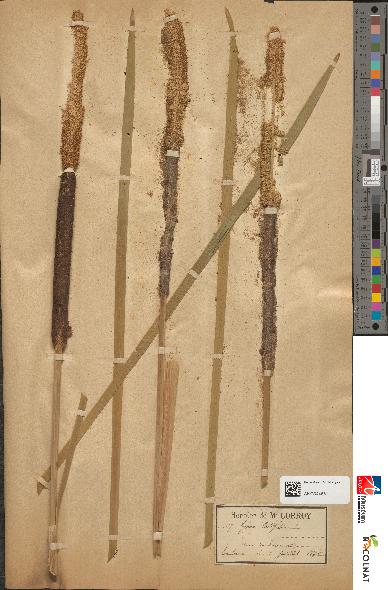 spécimen de Typha sp.