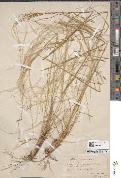 spécimen de Stipa pennata