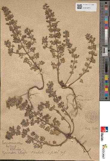 spécimen de Teucrium botrys